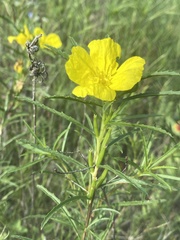 Oenothera berlandieri pinifolia