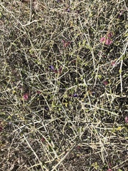 Scutellaria mexicana