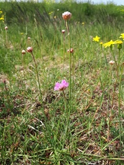 Armeria maritima elongata