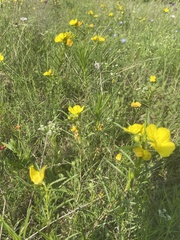 Oenothera berlandieri pinifolia
