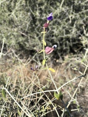 Scutellaria mexicana
