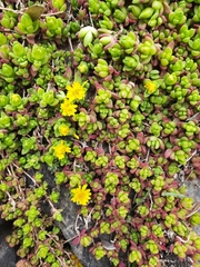 Delosperma nubigenum