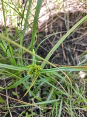 Cyperus congestus