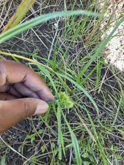 Cyperus congestus