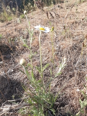 Anthemis ruthenica
