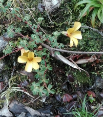 Oxalis flagellata