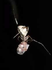 Neopisinus cognatus