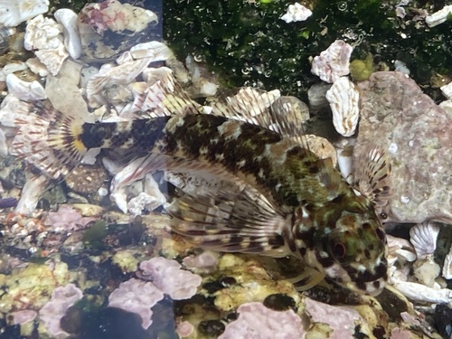Chilean triplefin (Helcogrammoides chilensis) — Tripterygiidae — 3
