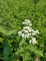 Parthenium integrifolium