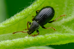 Phyllobius viridicollis