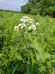 Parthenium integrifolium