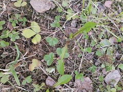 Fragaria vesca