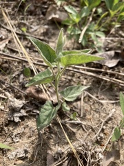 Calystegia catesbeiana