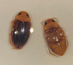 Neobidessus pullus pullus