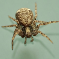 Pulchellodromus