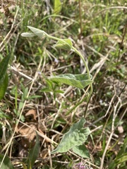 Calystegia catesbeiana