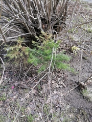 Abies sibirica