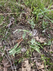 Calystegia catesbeiana