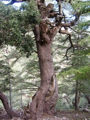 Cedrus atlantica