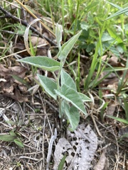 Calystegia catesbeiana