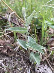 Calystegia catesbeiana