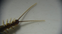 Lithobius dentatus