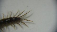Lithobius dentatus