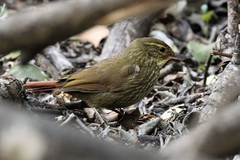 Syndactyla rufosuperciliata