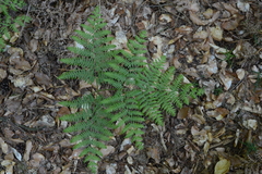 Pteridium pinetorum