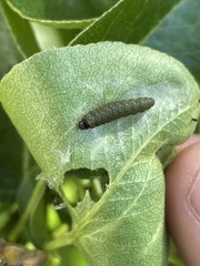 Insecta