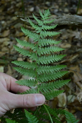 Pteridium pinetorum