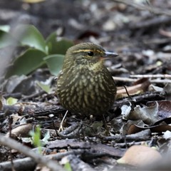Syndactyla rufosuperciliata