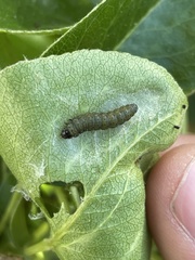 Insecta