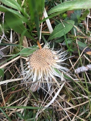 Carlina acaulis
