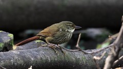Syndactyla rufosuperciliata