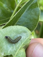 Insecta