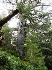 Cedrus atlantica