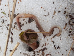 Dendrodrilus rubidus