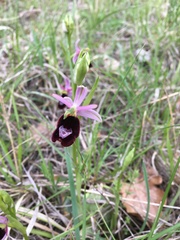 Ophrys bertolonii benacensis