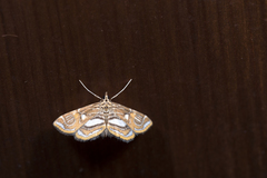 Paracymoriza cataclystalis