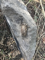 Acronyctodes mexicanaria