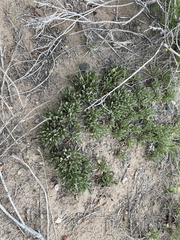 Penstemon yampaensis