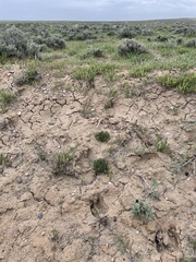 Penstemon yampaensis