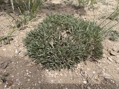 Penstemon yampaensis