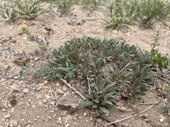 Penstemon yampaensis