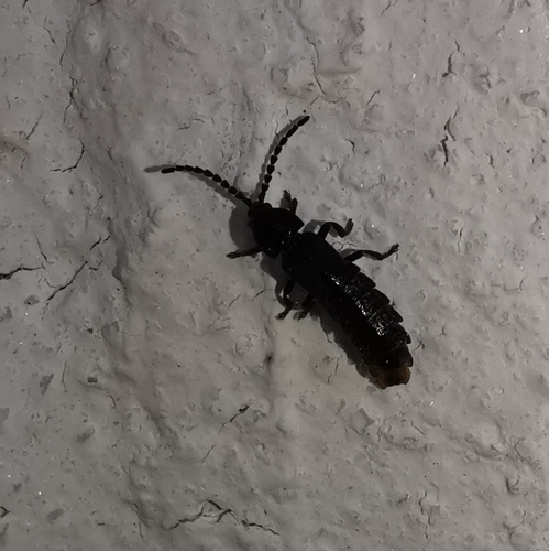 Phosphaenus hemipterus