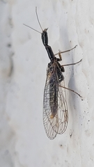 Xanthostigma