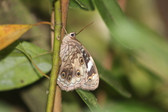Paralethe dendrophilus
