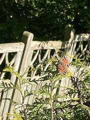 Aglais io