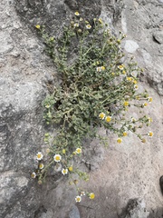 Perityle socorrosensis